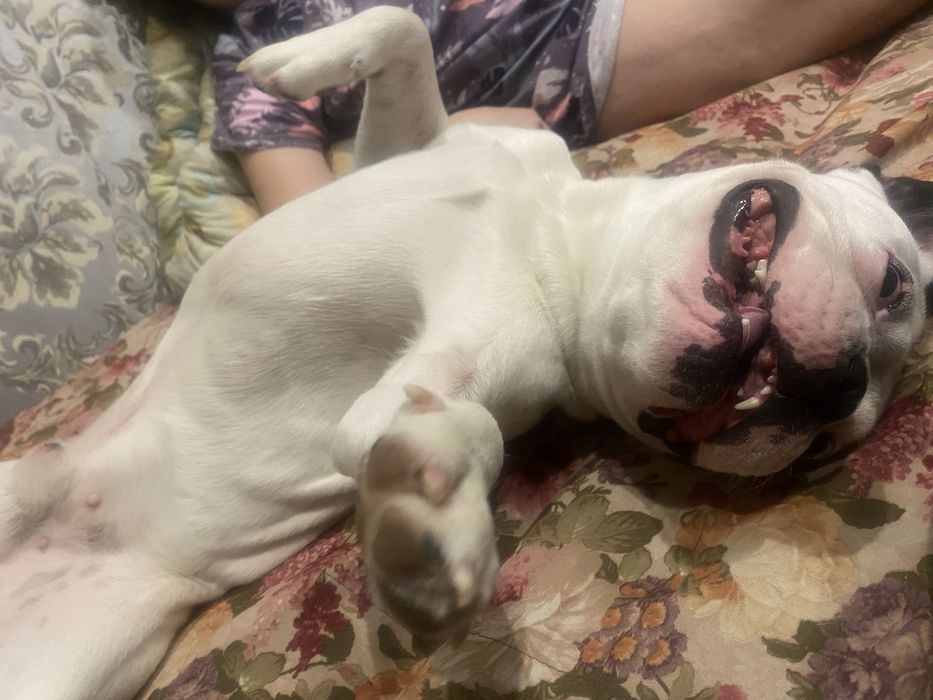 Отдам собаку в хорошие руки