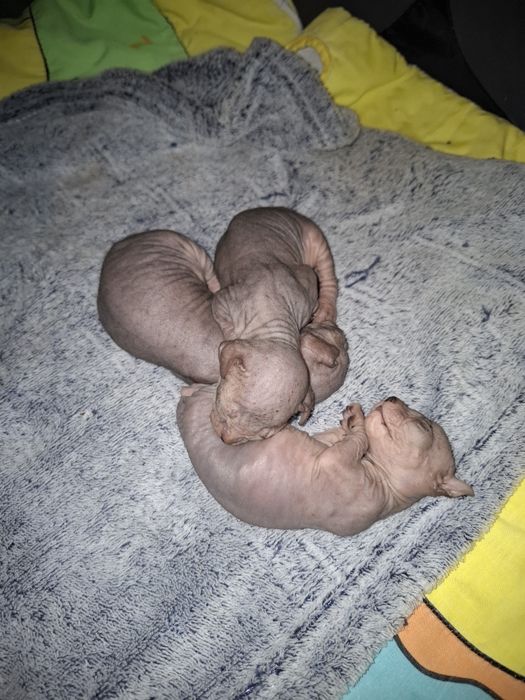 Канадский сфинкс окрас Табби