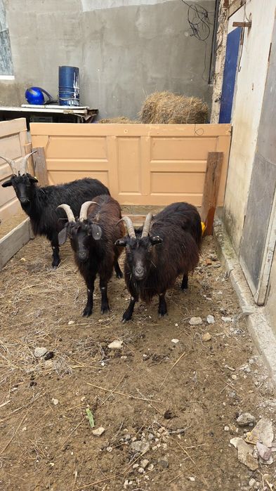 Ешкилер сатылады