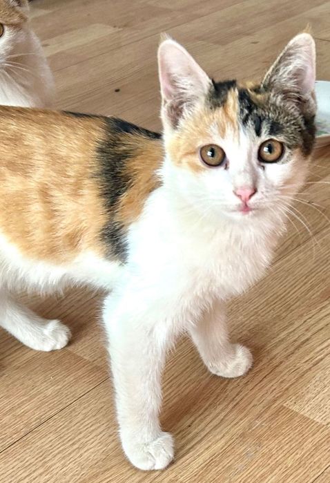 Котята В Бухаре.