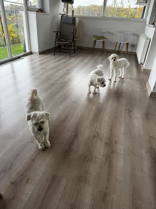 Cazare animale companie