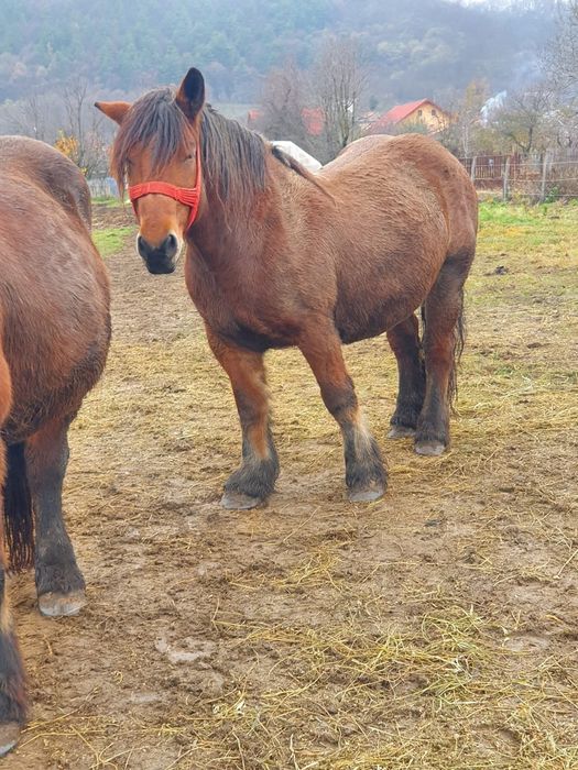 Vând iapă ardeleză