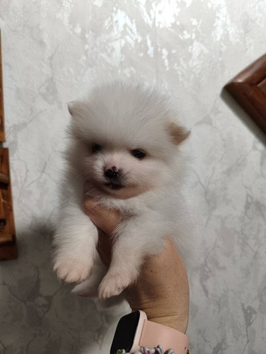 Продам щенков породы шпиц