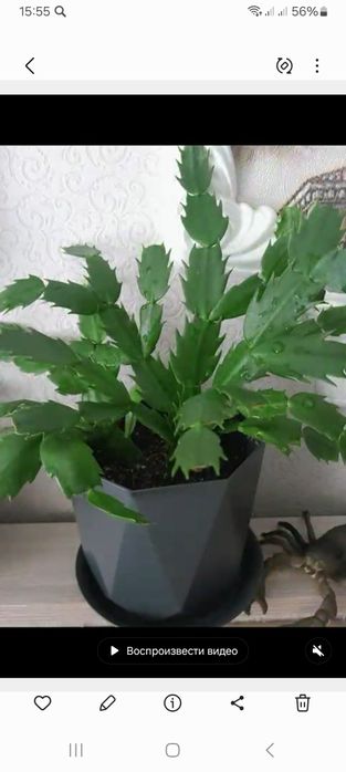 Продам комнатные цветы