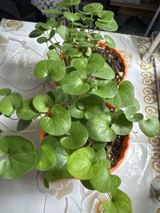 Продам дихондру изумрудный водопад!