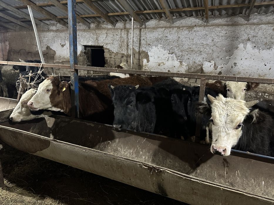 14 бас 1-1,5 жас таналар мен буқашықтар сатылады