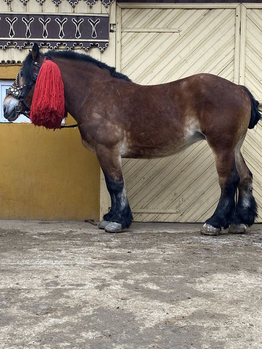 Vând iapă de 8 ani