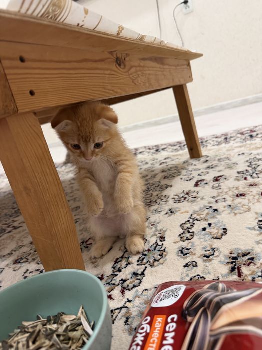 Вислухий Котёнок, 2 месяца