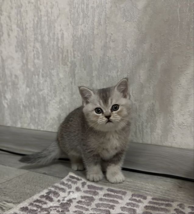 продаётся котёнок, чистокровный, породистый, 1 месяц