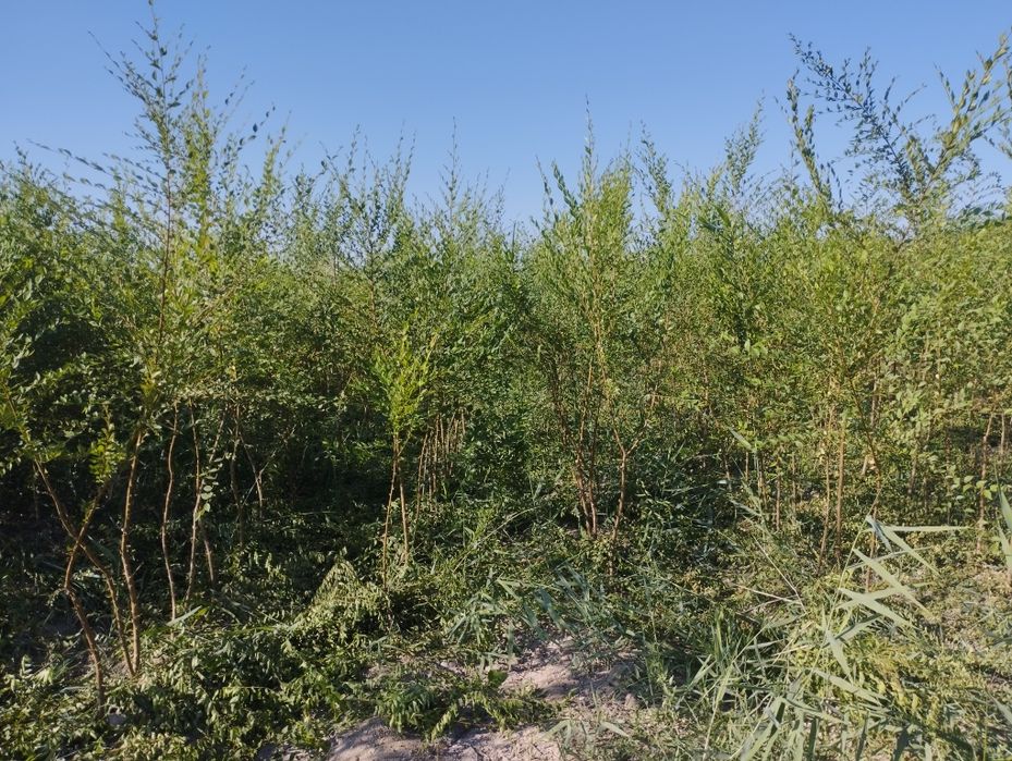 Manzarali daraxt koʻchatlari sotiladi