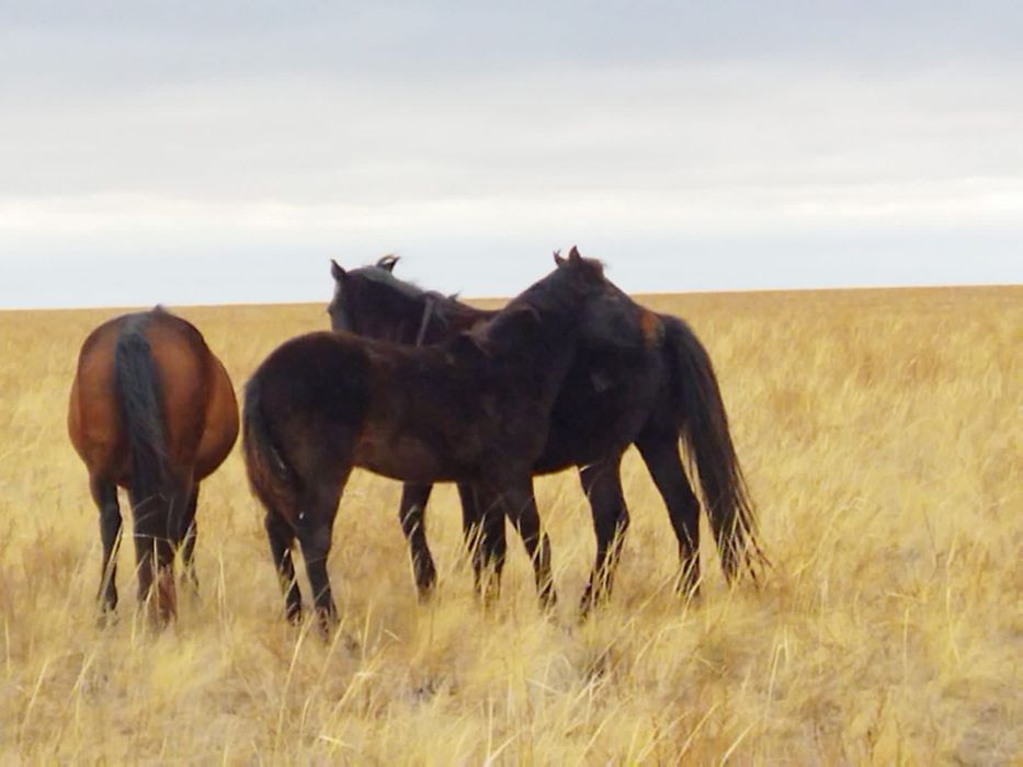 Семіз жабағылар сатылады.