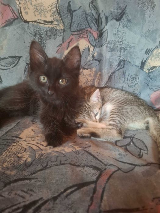 Pisoiasi pt adoptie
