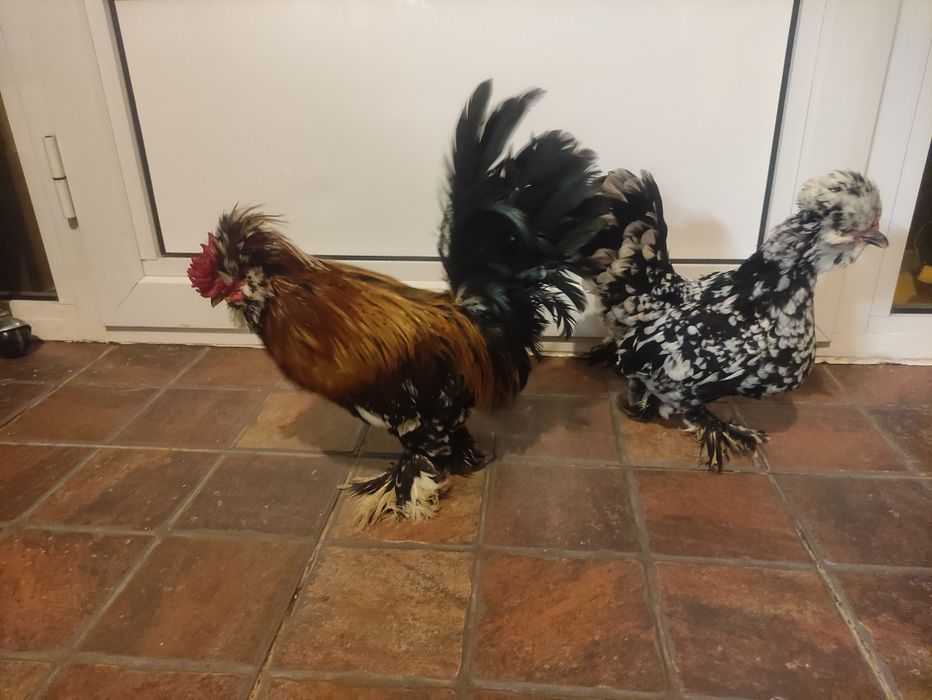 Struma bantam ( găini pitice )