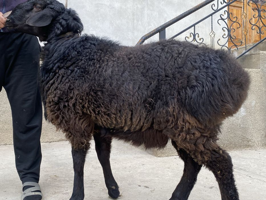 Кузи сотилади зотлиси