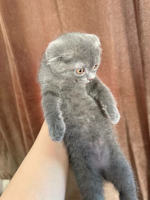 Пародалы мысықтар   серий скотш фолд пен сиямский мысықтар сатылады