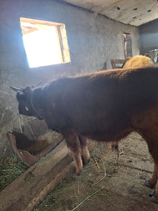 Продается бычки очень хорошие 10-11 месячные