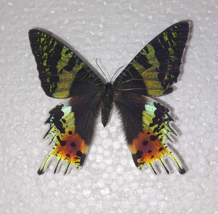 Редкая, настоящая бабочка.