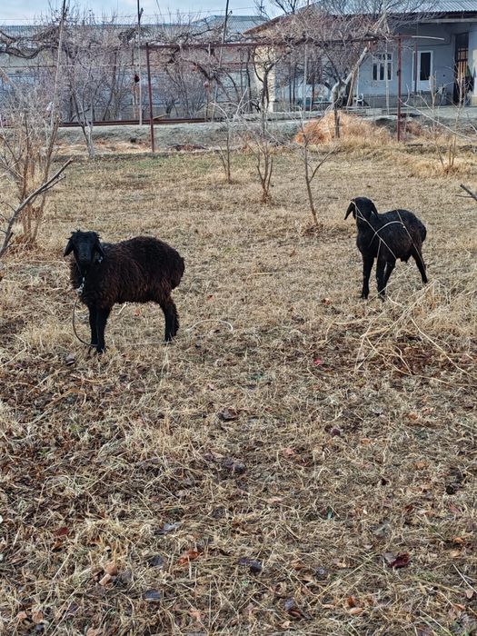 Дурагай кучкорлар сотилади.Соглом