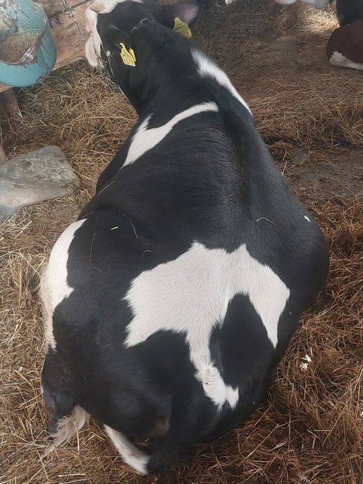VIȚEI DE VÂNZARE 4 bucăți 2 masculi 2 femele