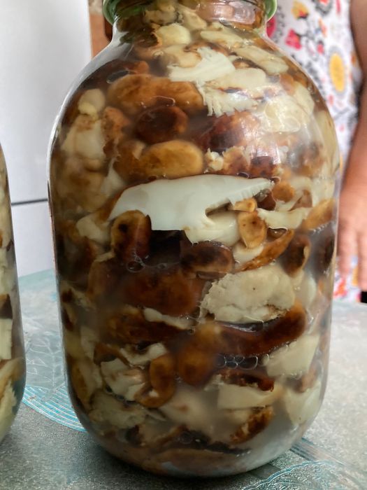 Продам грибы 2023