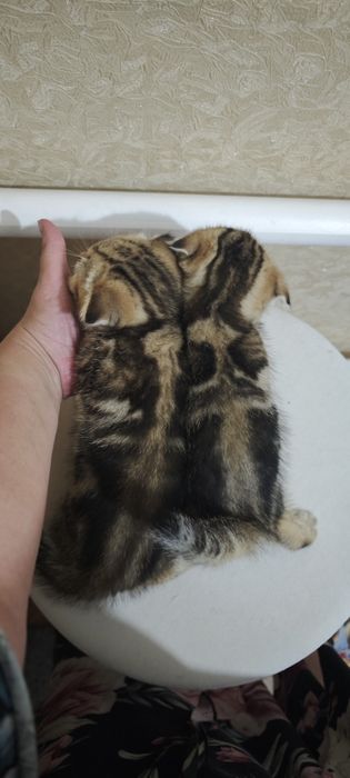 Шотландские котятя