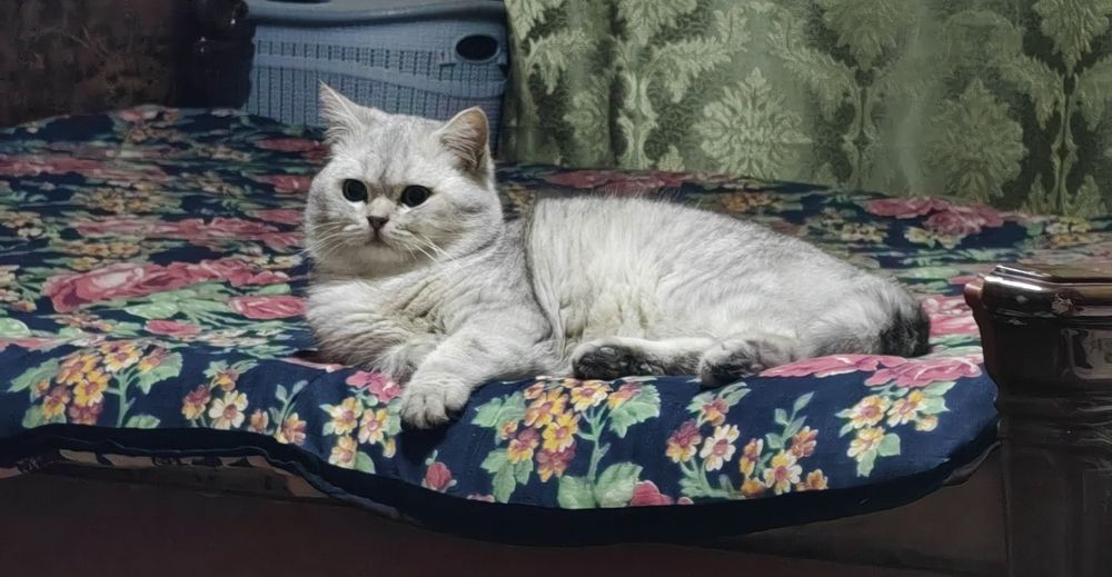 Скотиш фолд ургочи 9ойлик