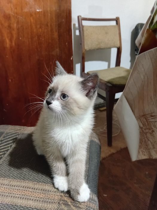 Котенок в подарок