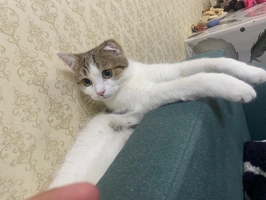 Котик в добрые руки