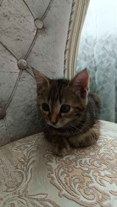 Отдам катят в добрые руки