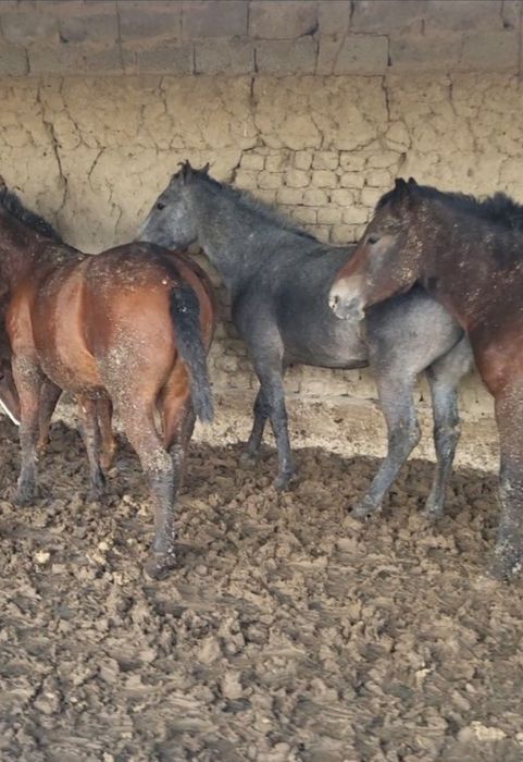 Согым жілік 2600тг