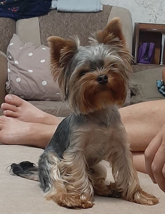 Йорк ищет невесту