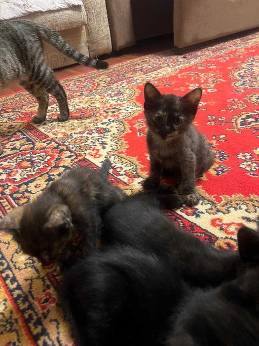 Котята в добрые руки. Шымкент