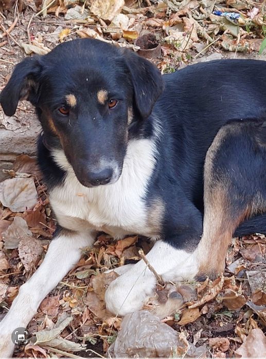 Щенки в добрые руки