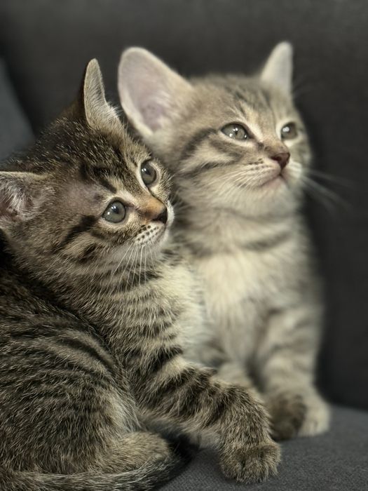 Отдам котят в добрые руки