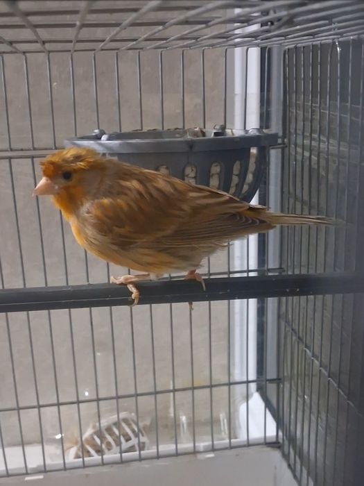 Самка канарейка сатылады.