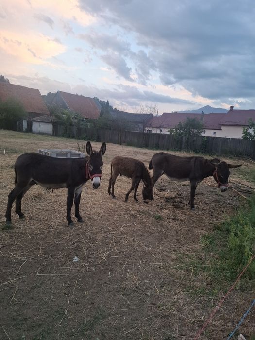 Magarita cu pui si armăsar 
Lot de mgarita cu pui lângă ea si armăsar 
3500 de lei negociabil pentru tot lotul 
Râșnov județul Brașov 
0745 465 802