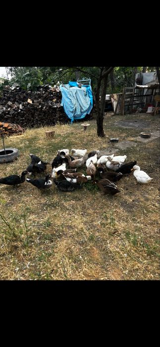 Rate Romanesti  de vanzare