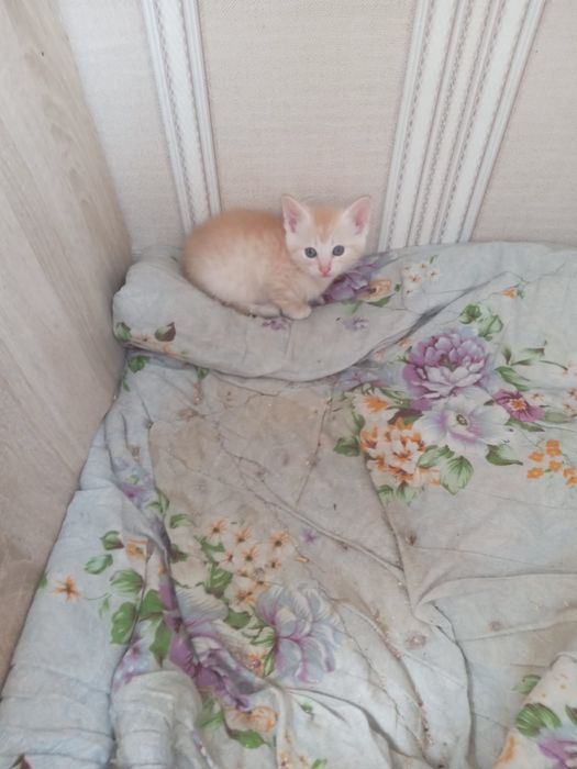 Отдам котят в добрые руки