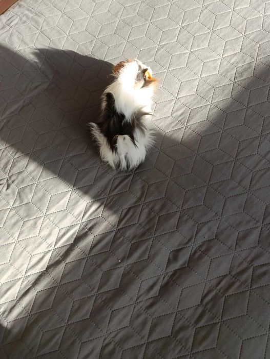 Подарявам Морско свинче