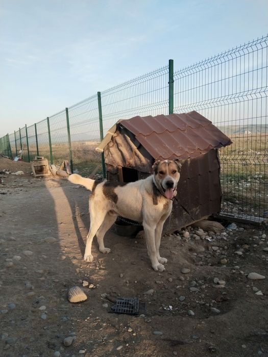 Алабай сатамын сабакка