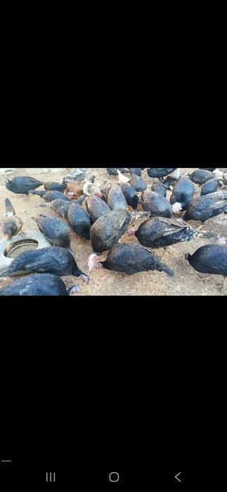 Qora qosh kurka indiyuq sog'lom