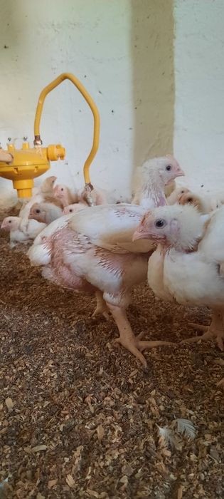 Бройлерные цыплята