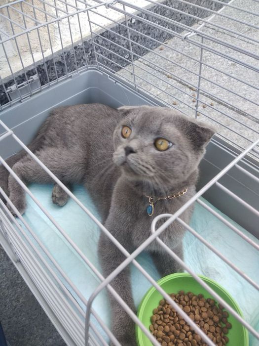 Skotish fold 1.5 yosh erkak bolasi yoq  urgochisi yoq aqillik mushukkk