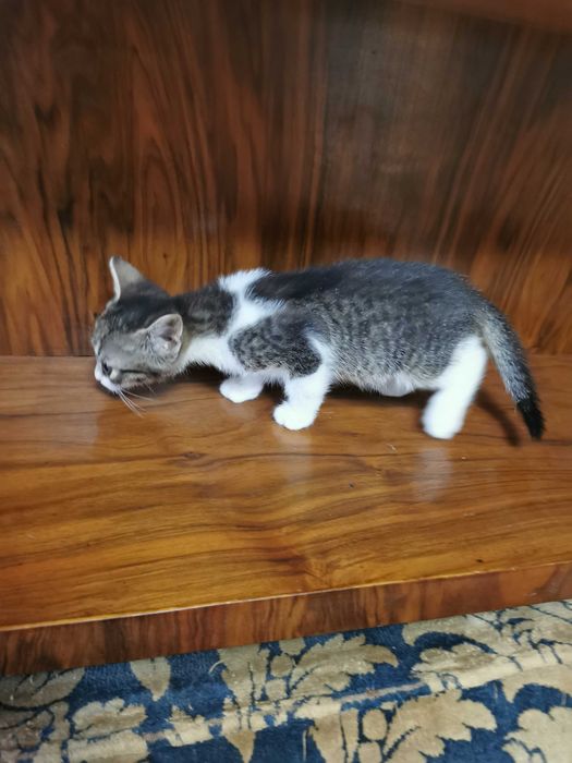 Ofer pentru adoptie pisoi