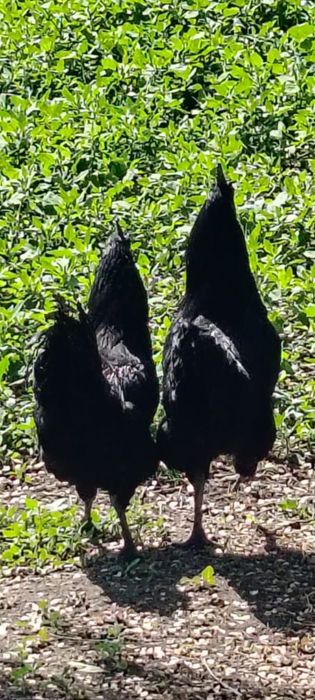 Ухейлейлюй петух