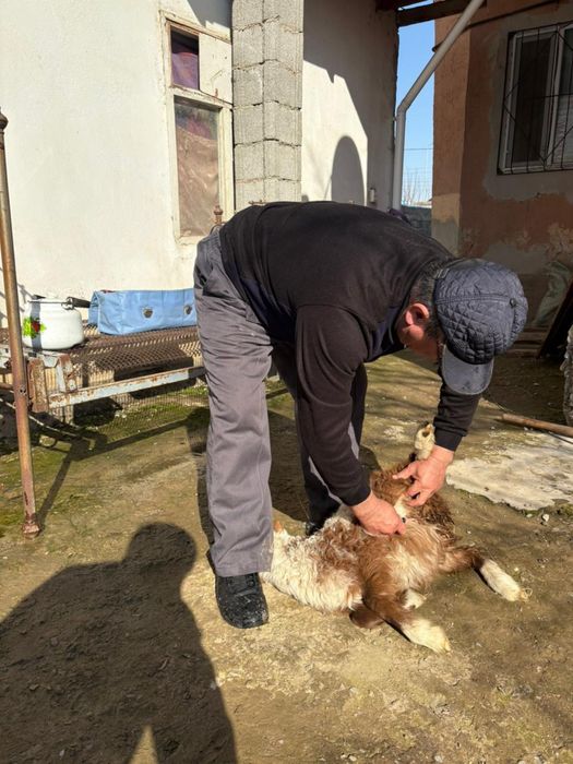 Ветеринар на выезд