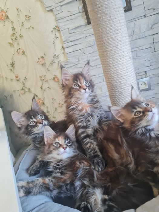 Мейн-кун котята  с родословными