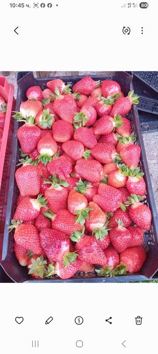 Продавам ягоди и малини расат