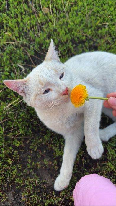 котята в хорошие руки