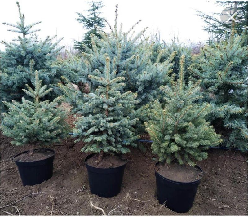 Саженцы в актобе